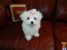 maltese puppy posted by Elegant Babies
